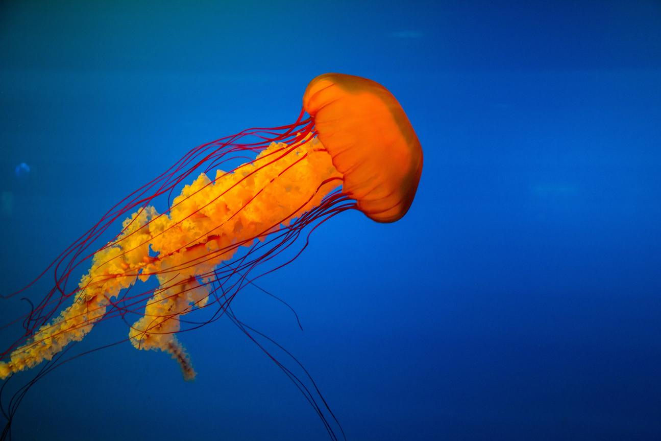 Aperiam voluptas molestiae sapiente