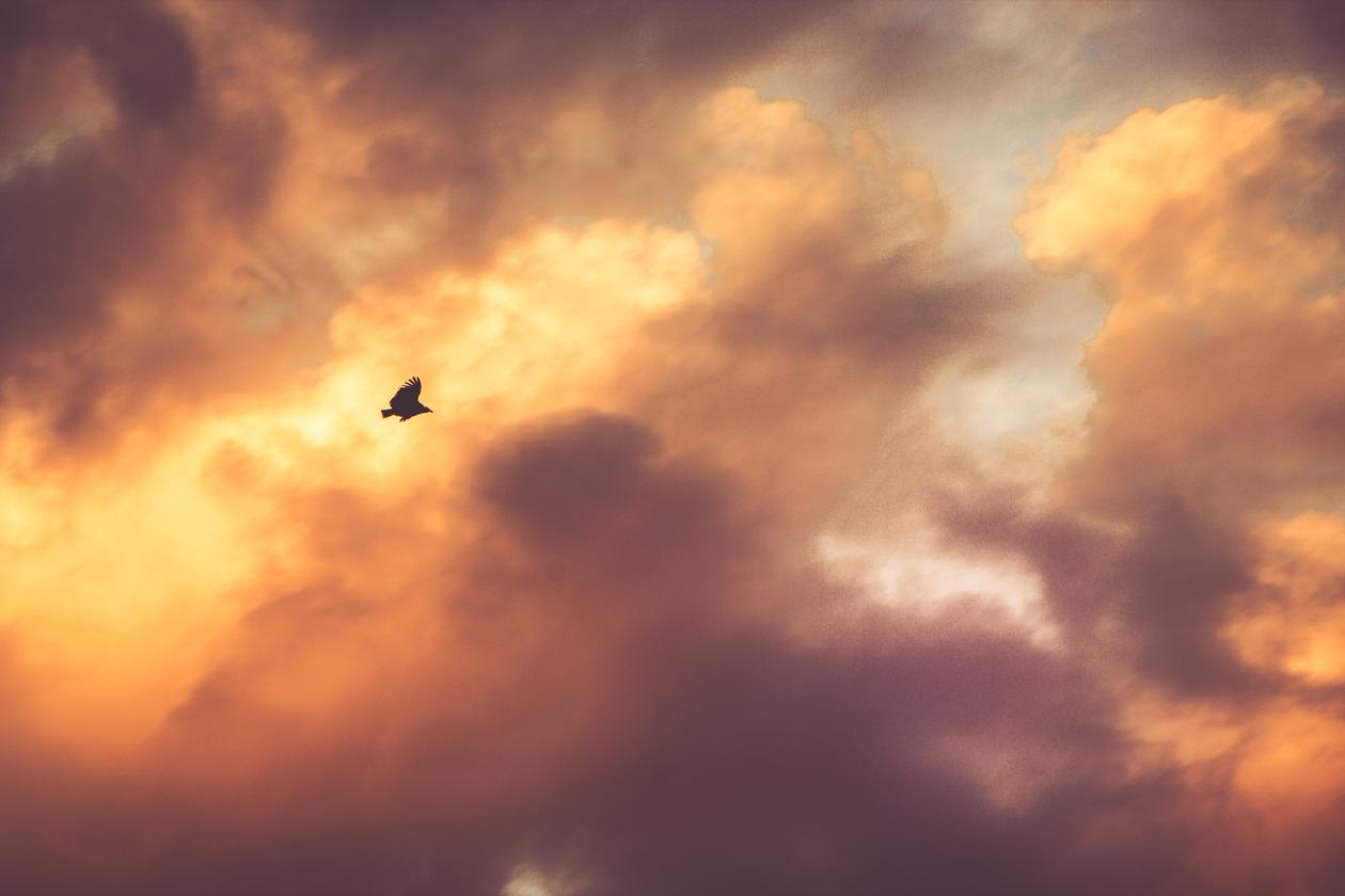 Qui veniam aspernatur