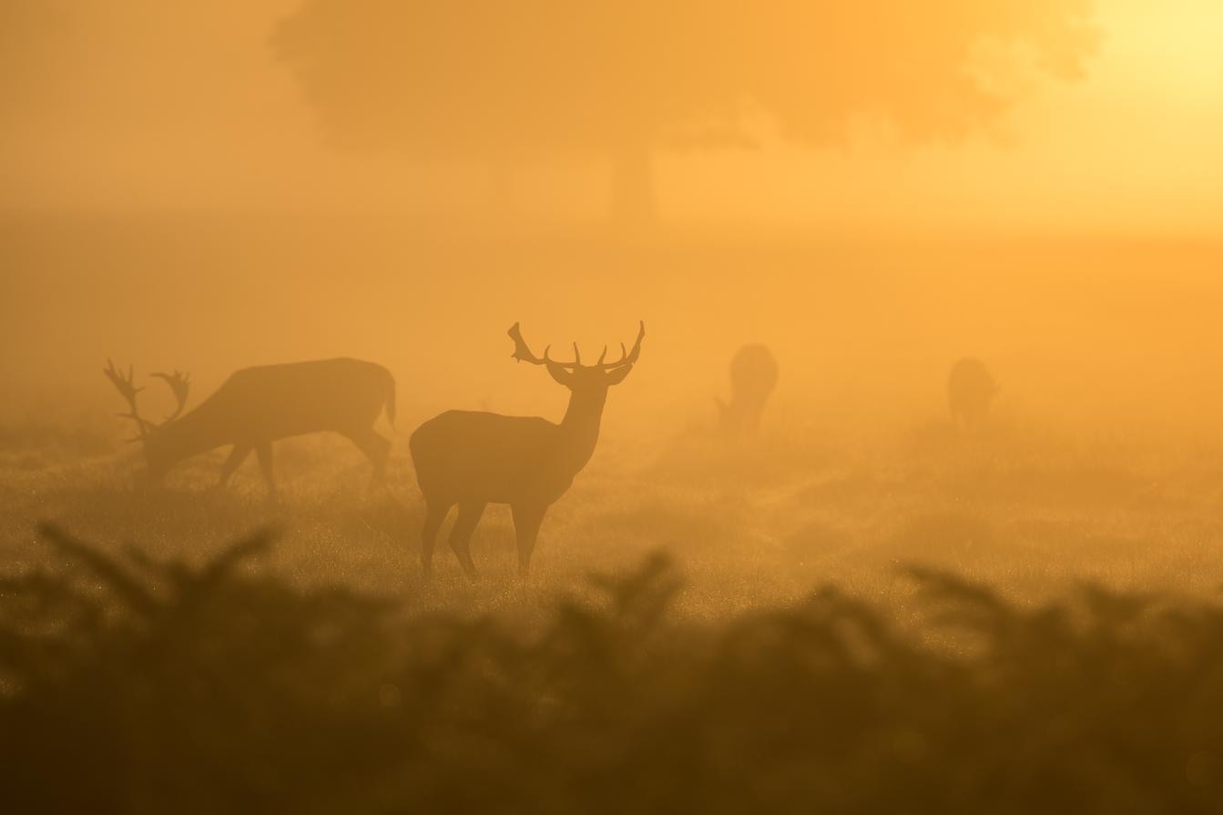 Dolorum voluptatum nihil recusandae